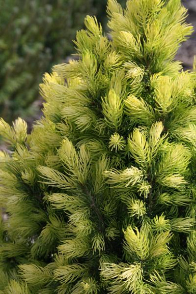 Ель канадская Дабл Селебрейшн