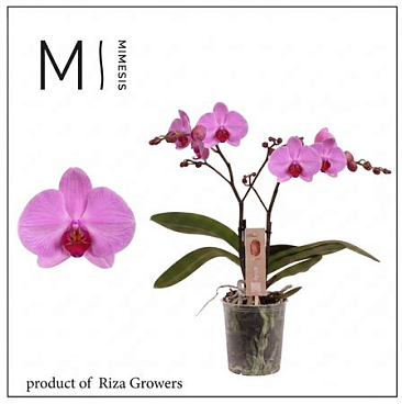 Phal 2st Spirit Pink 16+ (mimesis)