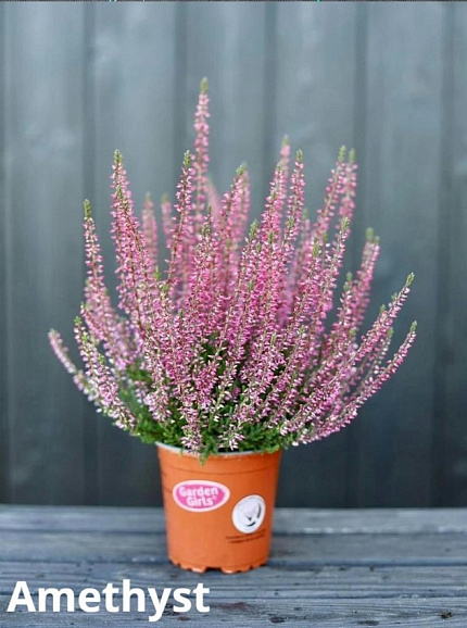 Каллуна обыкновенная Аметист