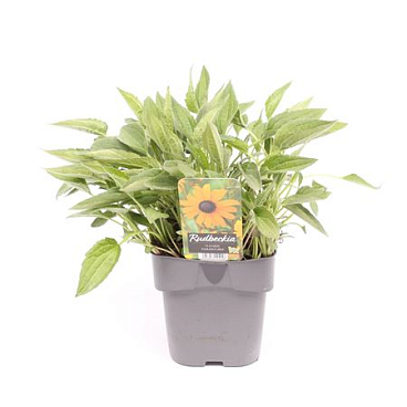Rudbeckia Fulgida Goldsturm