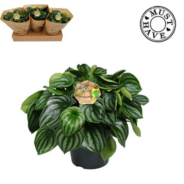 Peperomia Argyreia Watermelon (must Have)