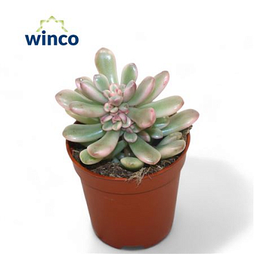 Sedum Rubrotinctum Variegata