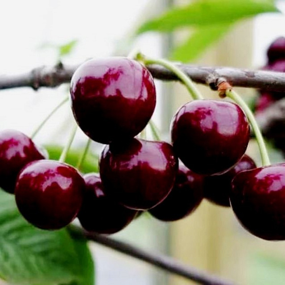 Вишня обыкновенная Ливенская