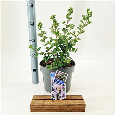 Lagerstroemia Indica With Love Babe