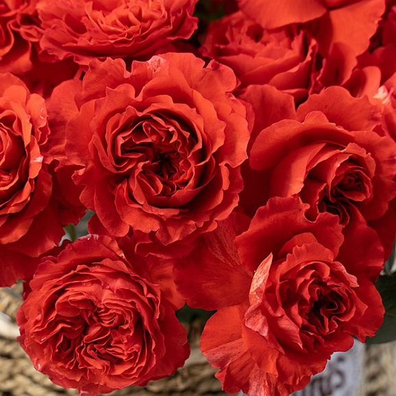 Роза флорибунда Ронджиан