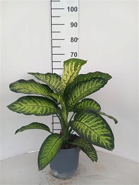 Dieffenbachia Tropic Yellow
