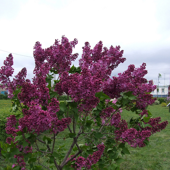 Сирень обыкновенная Авиатор