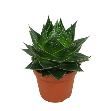Aloë Cosmo 10,5 Cm Plant