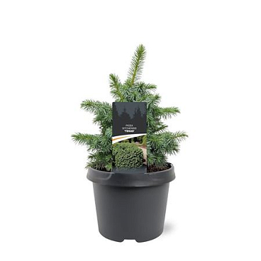 Picea Sit Tenas