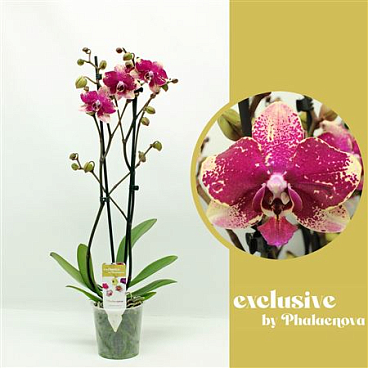 Phal 2st Rombley 16+ (phalaenova)