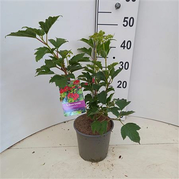 Viburnum Opulus Compactum