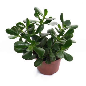 Крассула овата