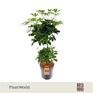 Schefflera Nora Vlecht Duo Bol