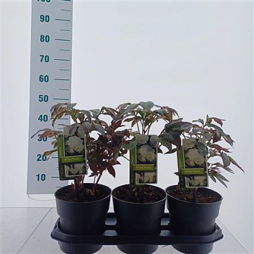 Paeonia Lactiflora Shirley Temple