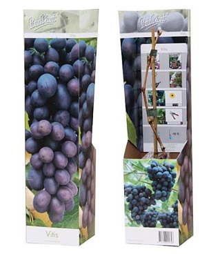 Vitis Vinifera Blue