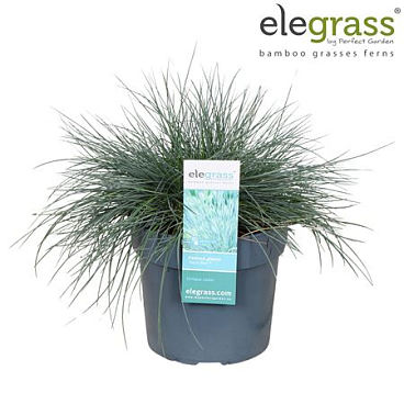 Festuca Glauca Azura Blue
