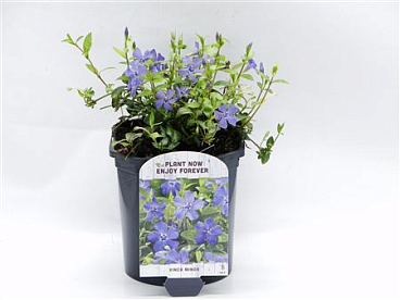 Vinca Minor