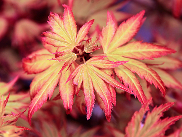 Клен веерный Оранж Дрим