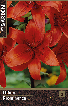 Лилия азиатская Проминэнс | Оптовая цветочная компания «Флора Групп» Лилия азиатская Проминэнс