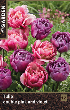 Тюльпан махровый розовый и фиолетовый
