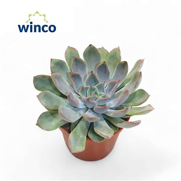 Echeveria Blue Speed