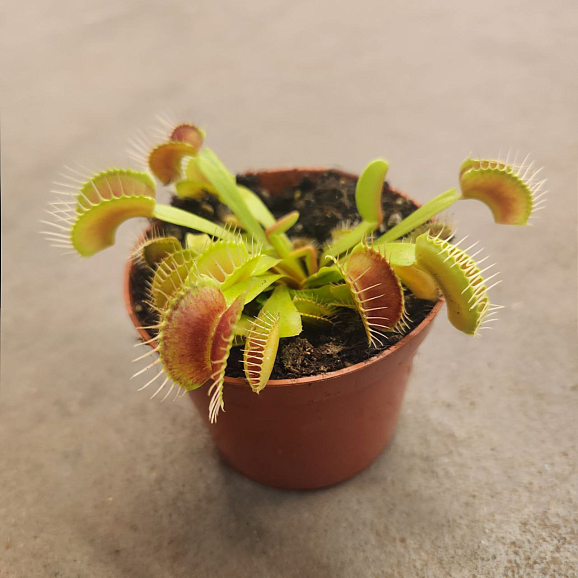 Дионея Мусципула | Оптовая цветочная компания «Флора Групп» Дионея Мусципула