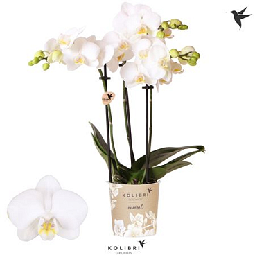 Phal 3st Alaska 26+ (ok)