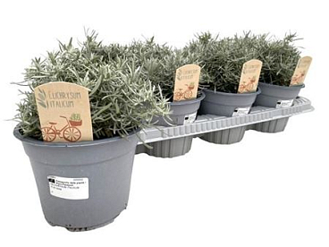 Helichrysum Italicum