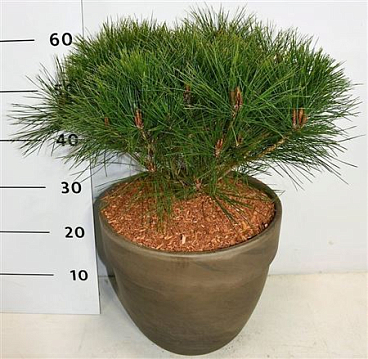 Pinus Dens Alice Verkade In Terra Cotta