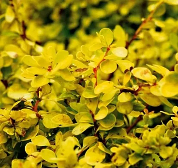 Барбарис тунберга Голдалита