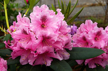 Рододендрон гибридный Ловос