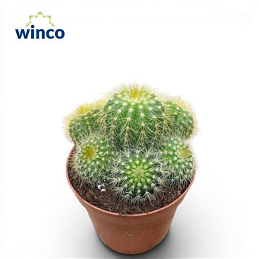 Notocactus Magnificus (group)