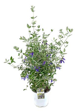Teucrium Fruticans
