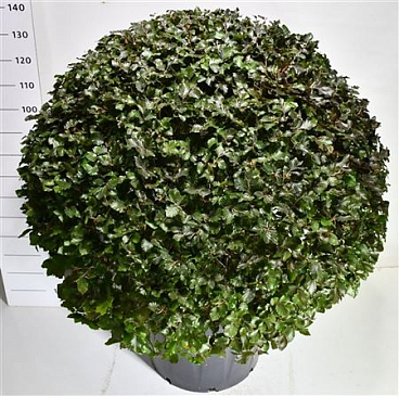 Fagus Syl Atropunicea