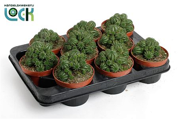 Euphorbia Suzannae