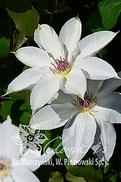 Клематис гибридный Фую-Но-Таби