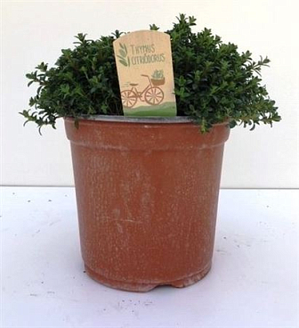 Thymus Citriodorus.