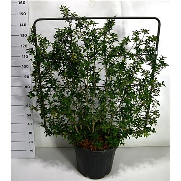 Osmanthus Burkwoodii On Screen