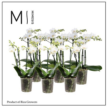 Phal 4st Multi White 35+ (mimesis)