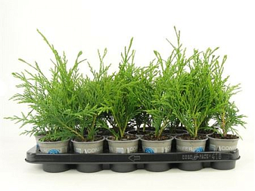 Thuja Plic Aldrich Mountain