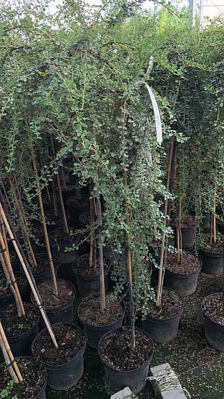 Кизильник лежачий Стрейбс Файндлинг штамб 80