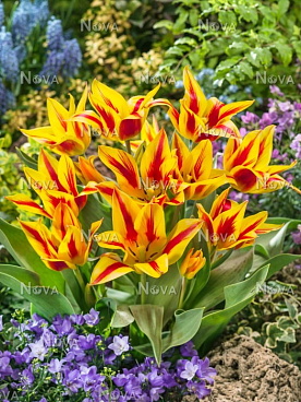 Тюльпан гибрид грейга Виннипег | Оптовая цветочная компания «Флора Групп» Тюльпан гибрид грейга Виннипег