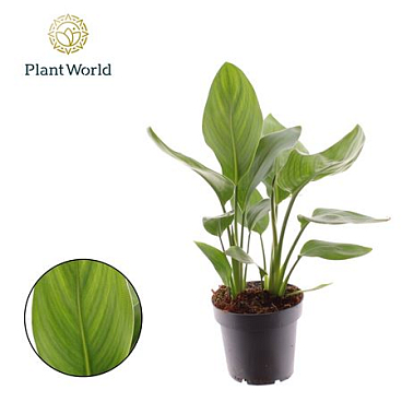 Strelitzia Reginae 12