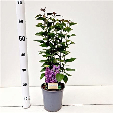 Syringa Vulg Ruhm Von Horstenstein