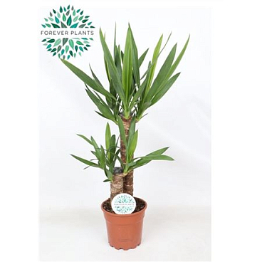 Yucca 45+20 3+
