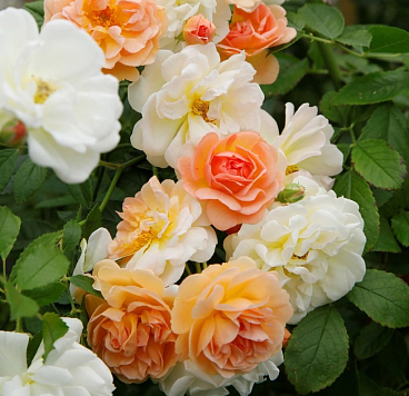 Роза плетистая Гислен Де Фелигон