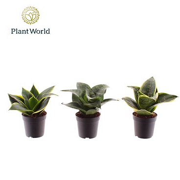 Sansevieria Mix Dwarf (decorum)