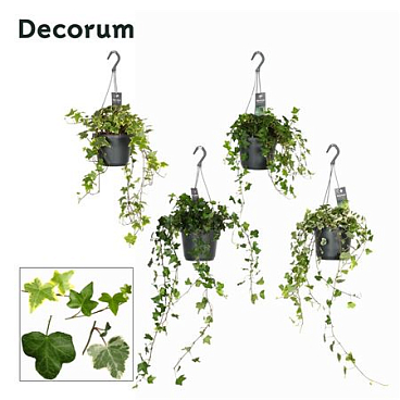 Hedera Helix Mix