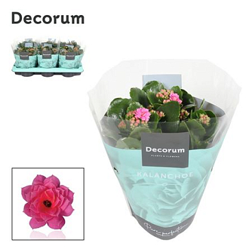 Kal Cal Pink (decorum)