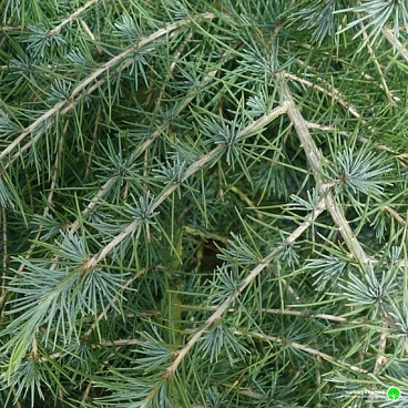 Кедр гималайский Филин Блю